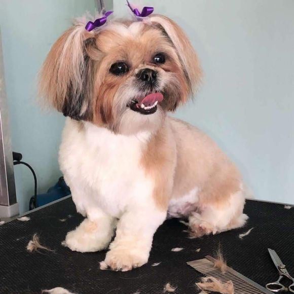 Meet your Posher, Patricia - Picture 1 of 1